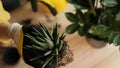 Plant transfer to another pot, close-up of a gardener holding a flower in his hand, a sprout, in the background gardening tools Royalty Free Stock Photo