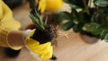 Plant transfer to another pot, close-up of a gardener holding a flower in his hand, a sprout, in the background gardening tools Royalty Free Stock Photo