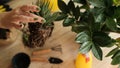 Plant transfer to another pot, close-up of a gardener holding a flower in his hand, a sprout, in the background gardening tools Royalty Free Stock Photo