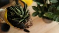 Plant transfer to another pot, close-up of a gardener holding a flower in his hand, a sprout, in the background gardening tools Royalty Free Stock Photo