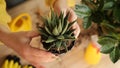 Plant transfer to another pot, close-up of a gardener holding a flower in his hand, a sprout, in the background gardening tools Royalty Free Stock Photo