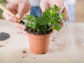 Plant transplantation home flora hand replanting