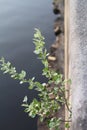 plant tree breaks through stone