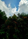 Plant and tree cloud andsky tree landscape Royalty Free Stock Photo