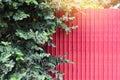 Plant tree and fence zinc red in summer - green leaf and zinc texture background