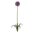 Front view of Plant Flower  Allium giganteum 1 Tree illustration vector Royalty Free Stock Photo
