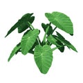 Front view of Plant Taro Colocasia Esculenta Tree illustration vector