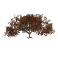 Front view tree  Flamboyant 3  illustration vector Royalty Free Stock Photo