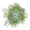 Top view of Plant  Birch 1 Tree png illustration vector Royalty Free Stock Photo