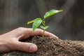 Plant a tree. Forest conservation concept, reduce global warming. World Environment Day