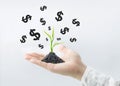 Plant tree growing with Dollar sign on businessman hand.business investment financial growth concept Royalty Free Stock Photo