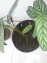 Plant tree leaf green life