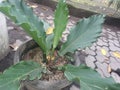 Plant tree leaf green life sky cloud tower