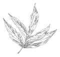 Plant or tree leaf, monochrome sketch outline