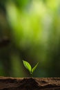 Plant a tree in nature,coffee tree,fresh Royalty Free Stock Photo