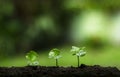 Plant a tree in nature,coffee tree,fresh Royalty Free Stock Photo