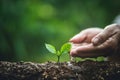 Plant a tree,Old hand Watering small trees Coffee tree Royalty Free Stock Photo