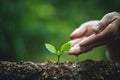 Plant a tree,Old hand Watering small trees Coffee tree Royalty Free Stock Photo