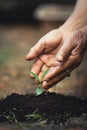 Plant a tree the soil and seedlings in the grandmother`s hand Royalty Free Stock Photo