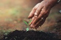 Plant a tree the soil and seedlings in the grandmother`s hand Royalty Free Stock Photo