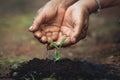 Plant a tree the soil and seedlings in the grandmother`s hand Royalty Free Stock Photo