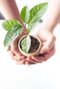 Plant a tree The soil and seedlings in the grandmother`s hand Royalty Free Stock Photo