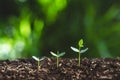 Plant a tree Watering a tree In nature Royalty Free Stock Photo