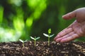 Plant a tree Watering a tree In nature Royalty Free Stock Photo