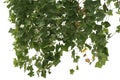 Vine plant jungle, climbing isolated on white background. Clipping path