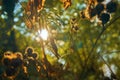 The plant is a turnip, dry leaves and stem trunks. The sun shines through the plants, a soft yellow light. Golden hour, Royalty Free Stock Photo