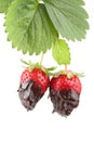 Plant with two organic strawberries covered with m Royalty Free Stock Photo