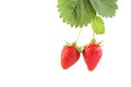 Plant with two organic strawberries isolated on wh Royalty Free Stock Photo