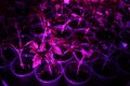Plant under ultraviolet light, young tomato seedlings under a pink lamp. Seedling Royalty Free Stock Photo