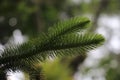 Pointed leafy plants and elongated and fresh green characters