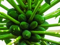 A plant with unripe green Pappaya Royalty Free Stock Photo