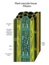 Plant vascular tissue Phloem. Cross section showing vascular bundles. Translocation vascular plants Royalty Free Stock Photo