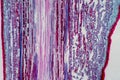Plant vascular tissue under the microscope view Royalty Free Stock Photo