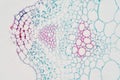 Plant vascular tissue under microscope view Royalty Free Stock Photo