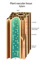 Plant vascular tissue Xylem. Cross section showing vascular bundles. Translocation vascular plants Royalty Free Stock Photo