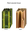 Plant vascular tissue. Xylem and phloem. Cross section showing vascular bundles. Translocation Royalty Free Stock Photo