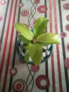 Plant in a vase center table green leaves