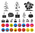 Plant, vegetable black,flat icons in set collection for design. Garden and harvest vector symbol stock web illustration. Royalty Free Stock Photo