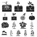 Plant, vegetable black icons in set collection for design. Garden and harvest vector symbol stock web illustration. Royalty Free Stock Photo