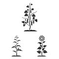 Plant, vegetable black icons in set collection for design. Garden and harvest vector symbol stock web illustration. Royalty Free Stock Photo