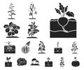 Plant, vegetable black icons in set collection for design. Garden and harvest vector symbol stock web illustration. Royalty Free Stock Photo