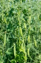 Plant vegetable pea