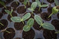 Extreme close Short of Plant and vegetables seedlings