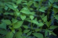 Plant and vegetables seedlings