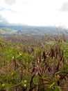 Plant Vegetation on Diamond Head Crater in Honolulu Hawaii Royalty Free Stock Photo