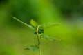 Plant with very green leaves